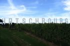 La roseraie et le Grand Cru Hatschbourg, Pays de Rouffach, Vignobles et Châteaux, Haut-Rhin, Alsace (Communauté de communes)