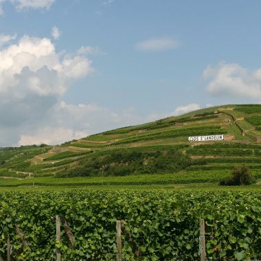 © Domaine Muré - Clos Saint-Landelin, Rouffach, Pays de Rouffach, Vignobles et Châteaux, Haut-Rhin, Alsace