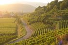 © Domaine MURÉ