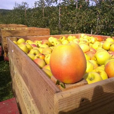Ferme Hufschmitt