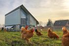 © ferme de la basse cour
