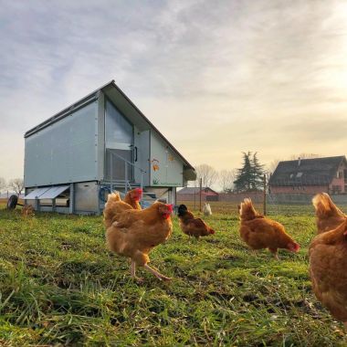 © ferme de la basse cour