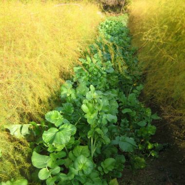 © Les bonnes asperges du Rhin