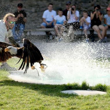 La Volerie des Aigles
