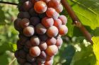 © ZVARDON  Conseil Vins Alsace