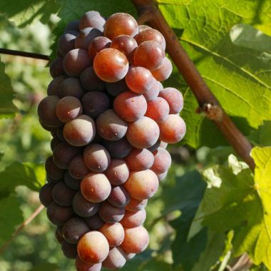© ZVARDON Conseil Vins Alsace