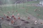 Famille Batot