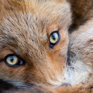 expo_photo_animaux