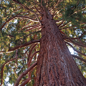 The giant sequoia in Obernai