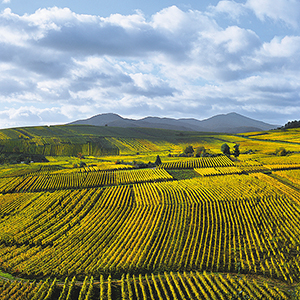 Vue sur Vignes Obernai - Route des vins