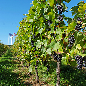 The vineyards of obernai
