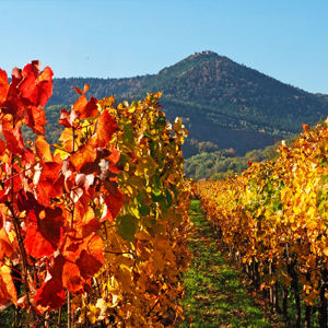 Vivre en alsace : découvrez une région haute en couleurs !